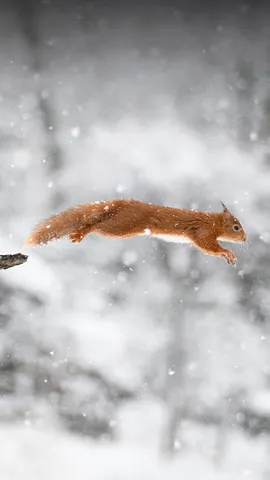 Leaping through an extra day