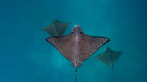 Les ailes de l&rsquo;oc&eacute;an