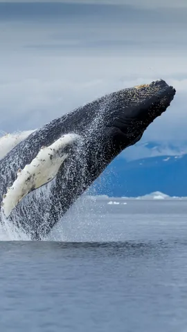 Sprung von der Gef&auml;hrdungsliste