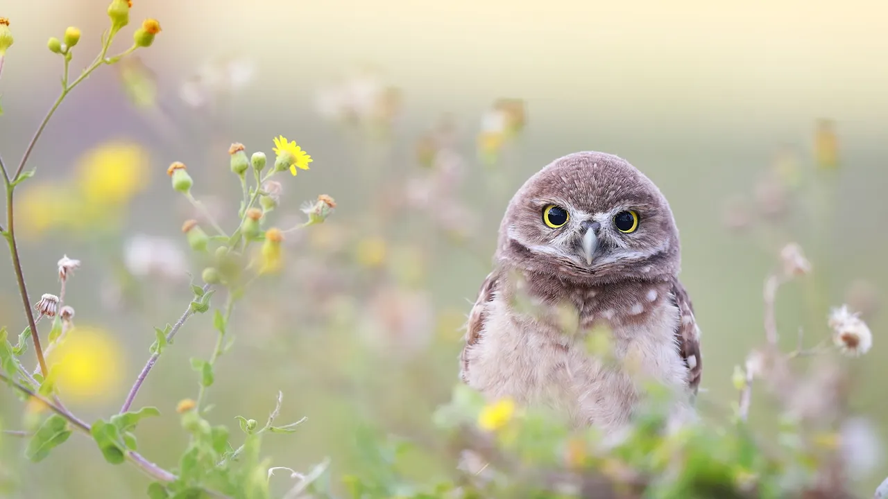Hoot hoot hooray!