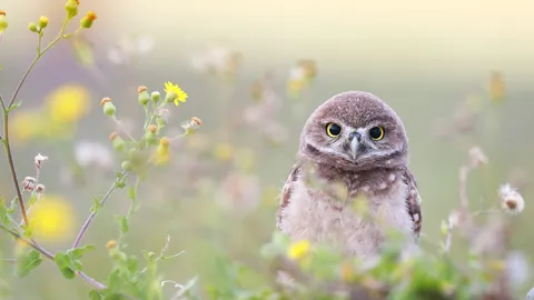 Hoot hoot hooray!