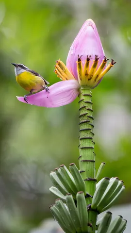Apressada por natureza