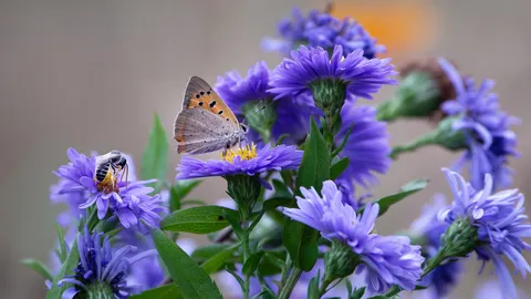 Les sentinelles de la biodiversit&eacute;
