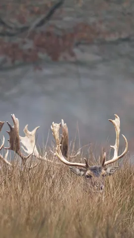 Promenons-nous dans les bois&hellip;