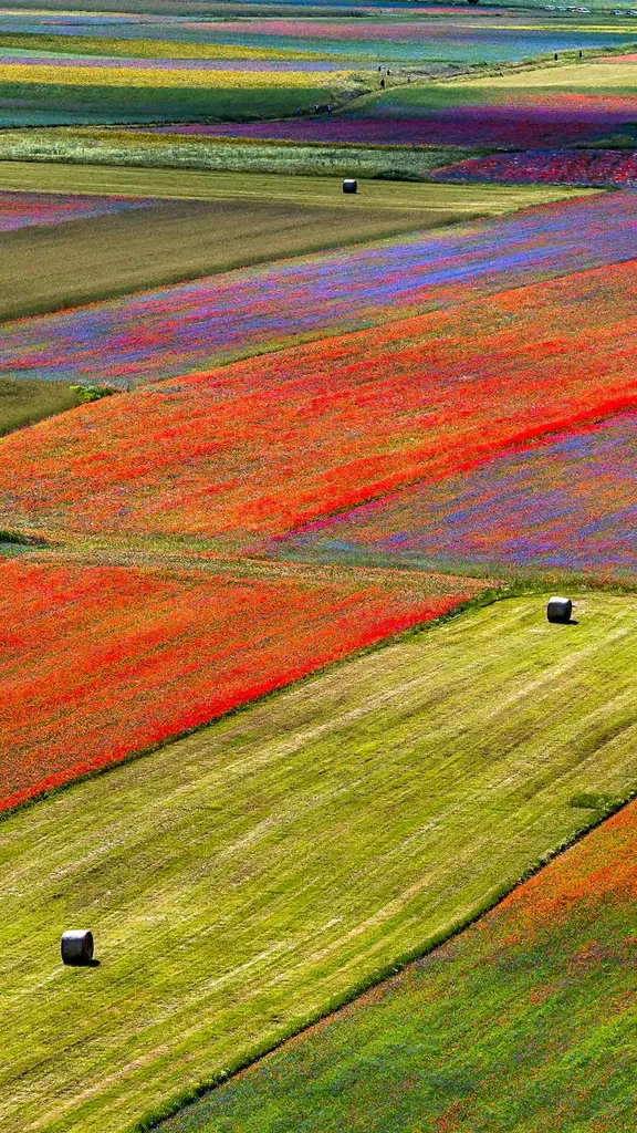 Fiori e Geometria