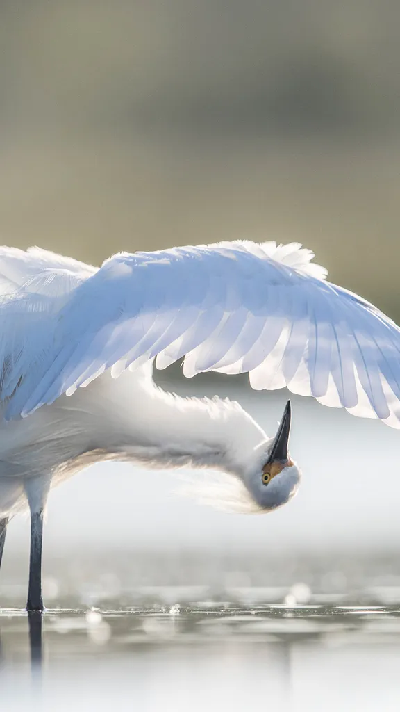 Snowy egret preening, central Florida, United States