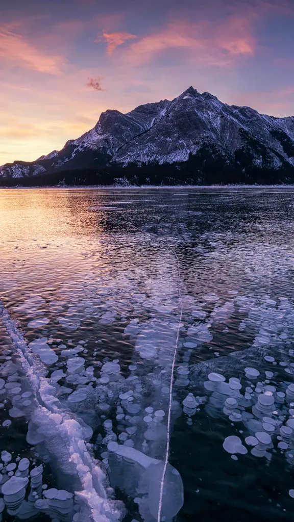 美丽又危险