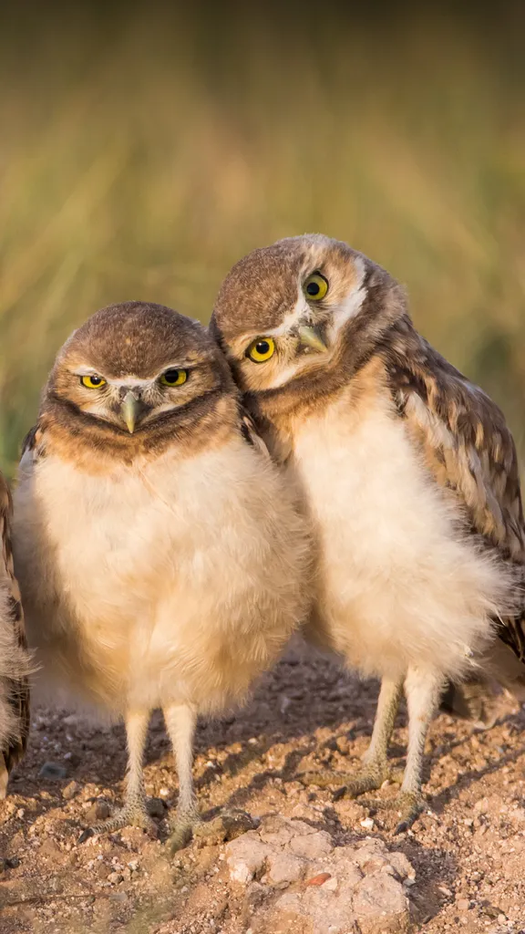 &iexcl;Mira la c&aacute;mara!