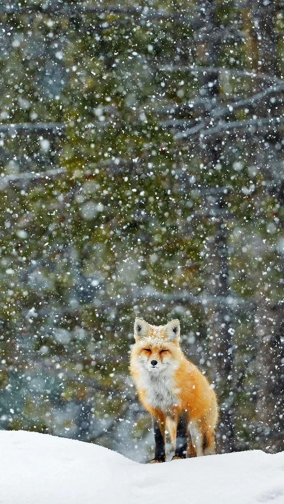 A l&oacute;gica do instinto