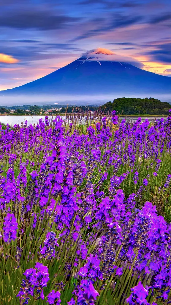 ラベンダーのシーズン