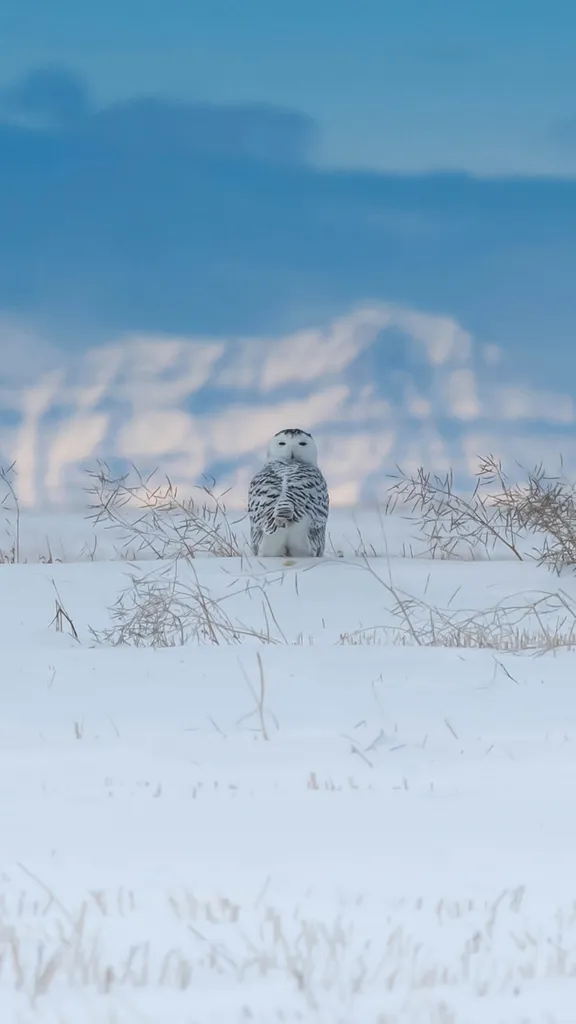 Snowy owl near the Canadian Rockies, Canada