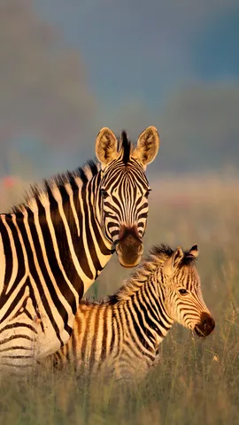 La rayure, tendance mode !