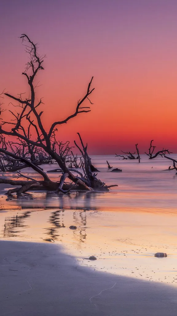 A floresta que o mar redesenhou