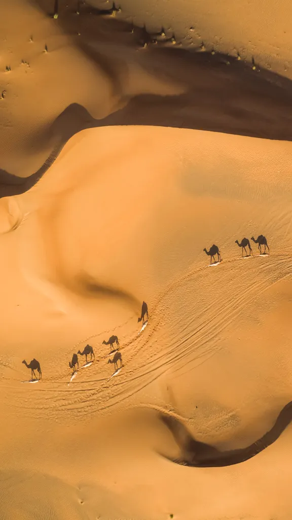 Ships of the desert, ahoy!