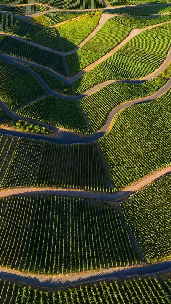 なだらかな丘陵地にあるブドウ畑