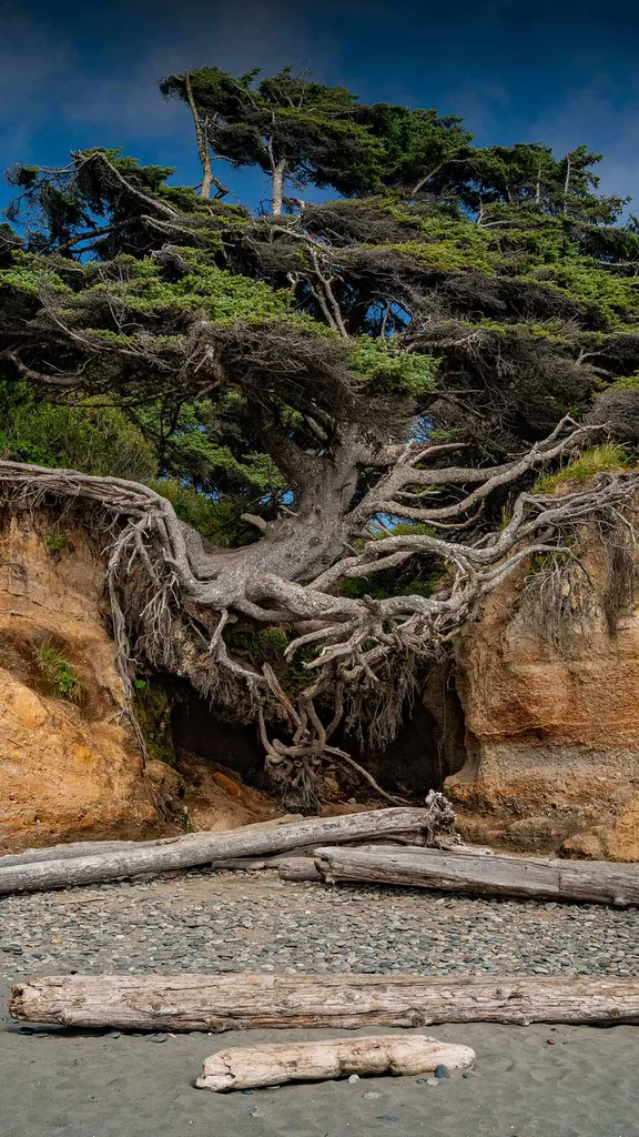 Gli alberi sono proprio tipi simpatici!