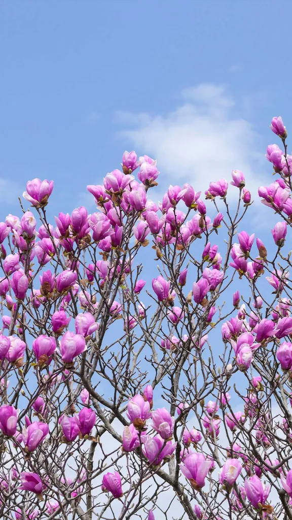 春を告げる紫の花