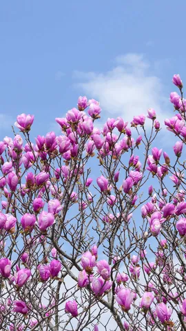 春を告げる紫の花