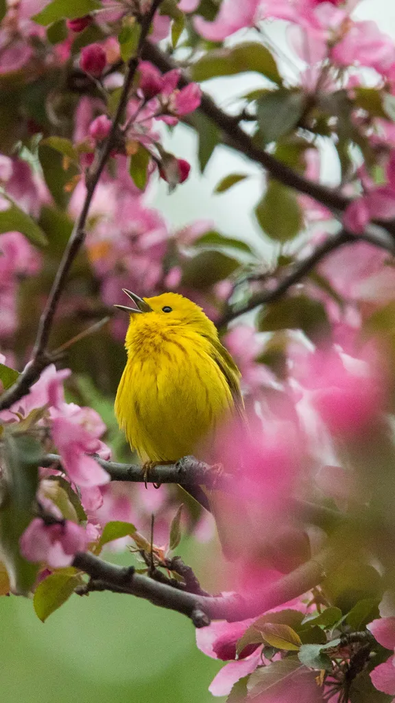 Bright feathers, sweet songs