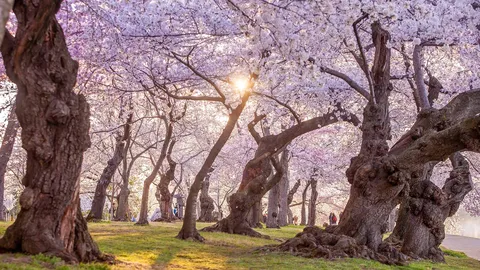 Cherry, cherry, bloom, bloom