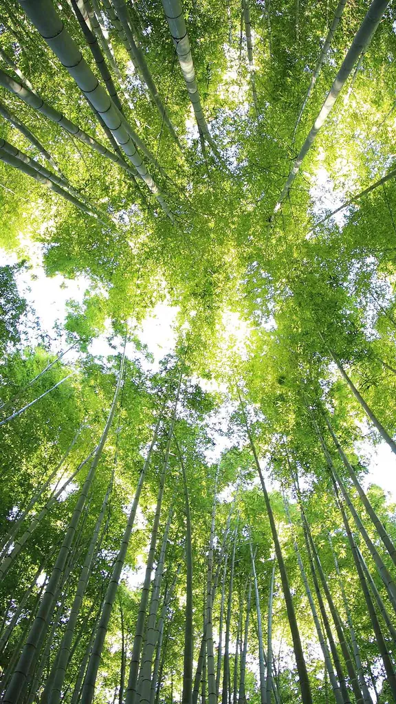 绿意盎然