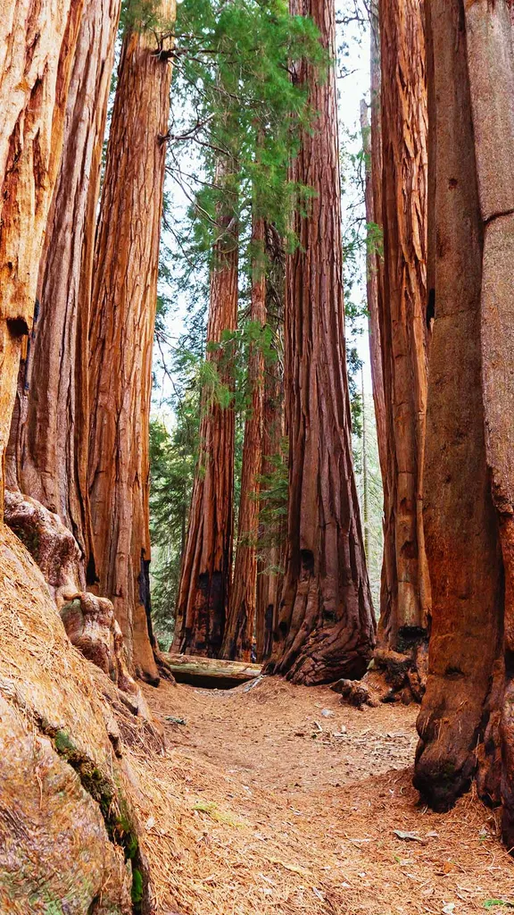 Le royaume des g&eacute;ants