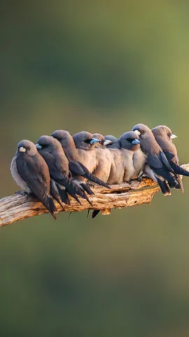 Birds of a feather stick together