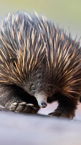 Um animal espetacular