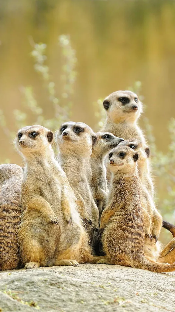 Les sentinelles du d&eacute;sert