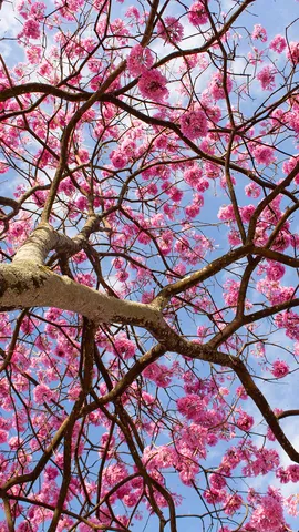 Sombra fresca e cores vivas