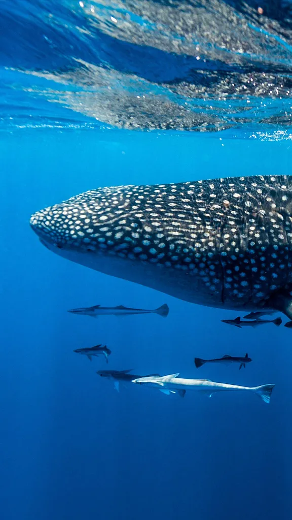El gran amigo de un buceador