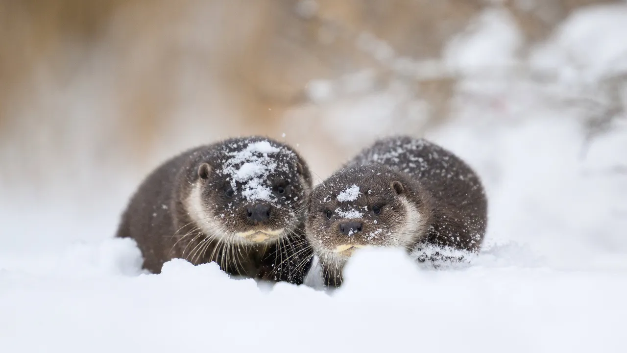 雪の上にたたずむ可愛い水辺の動物