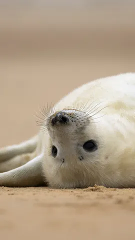 Bem-vindo ao mundo, filhote!