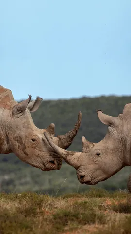So gro&szlig; und so niedlich!