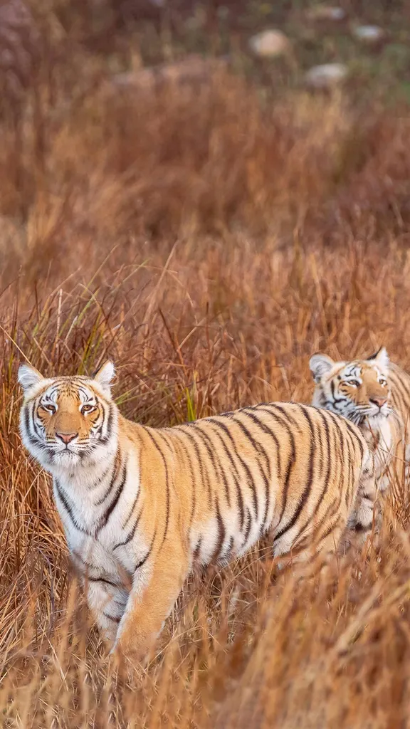 今日は世界トラの日