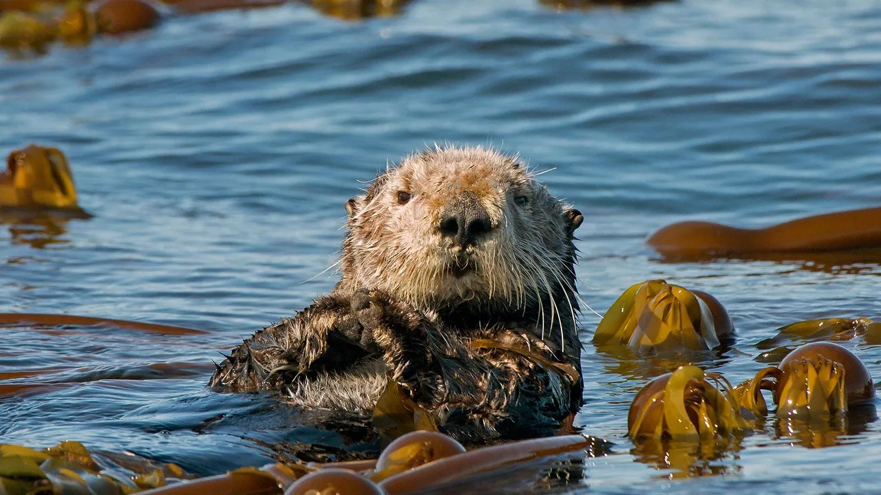 今日は世界カワウソの日