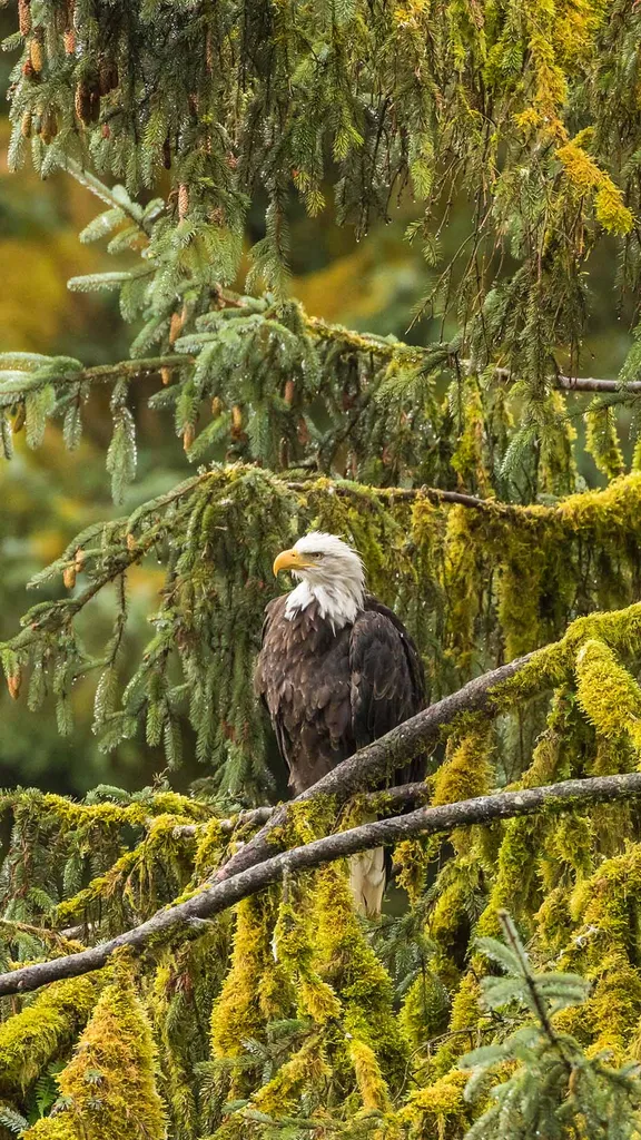 Celebrating an American icon