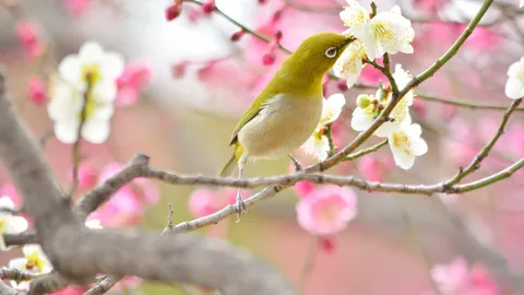 今日は｢立春｣