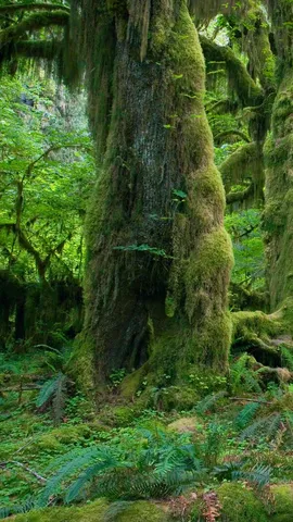 Un diverso modello di foresta pluviale