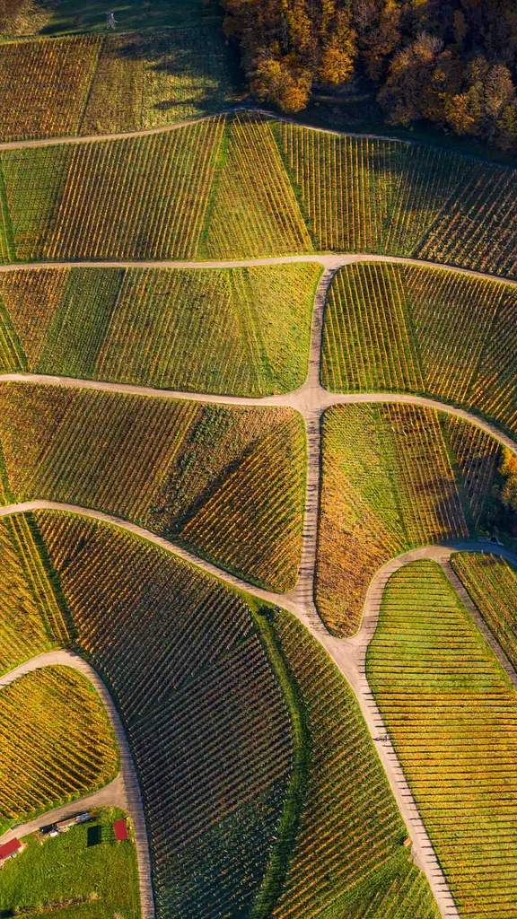 Les vignobles de la For&ecirc;t-Noire