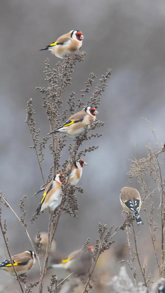 Farbenfrohe G&auml;ste