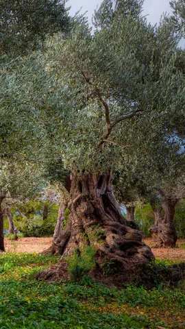 从树上到餐桌之上
