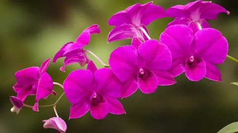 A ci&ecirc;ncia em flor