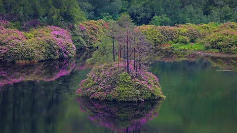 格伦&middot;埃蒂夫盛开着石南花的小湖，苏格兰