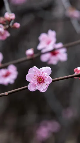 Un symbole de r&eacute;silience