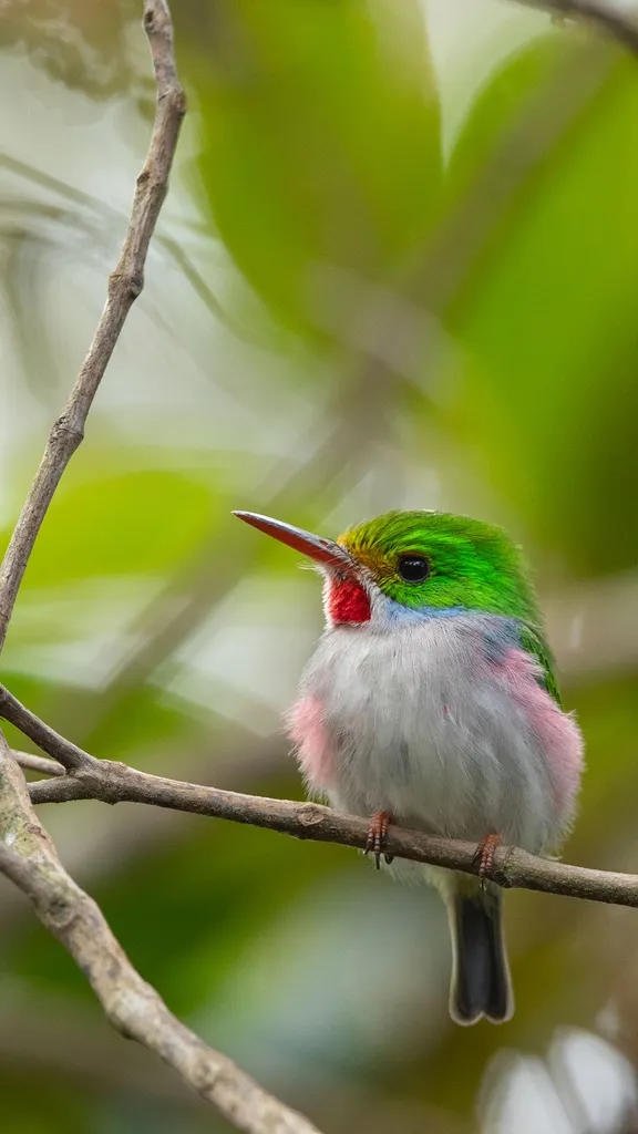 Quelle est cette mignonne cr&eacute;ature ?