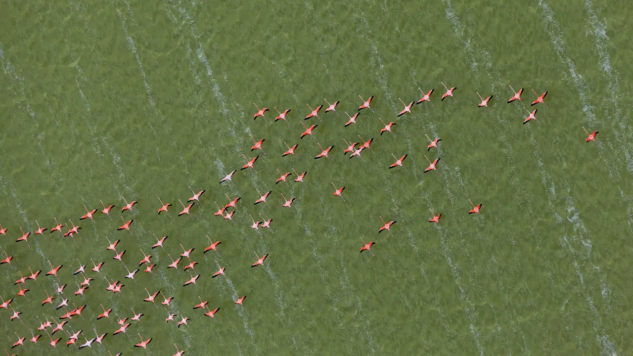 Flamboyance in flight