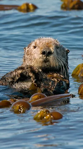 No 'otter' like them