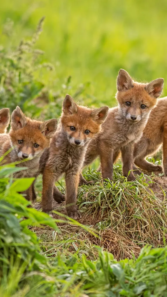 6 sfumature di rosso?