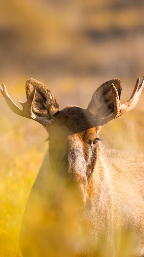 Ein ehrf&uuml;rchtiger Einzelg&auml;nger
